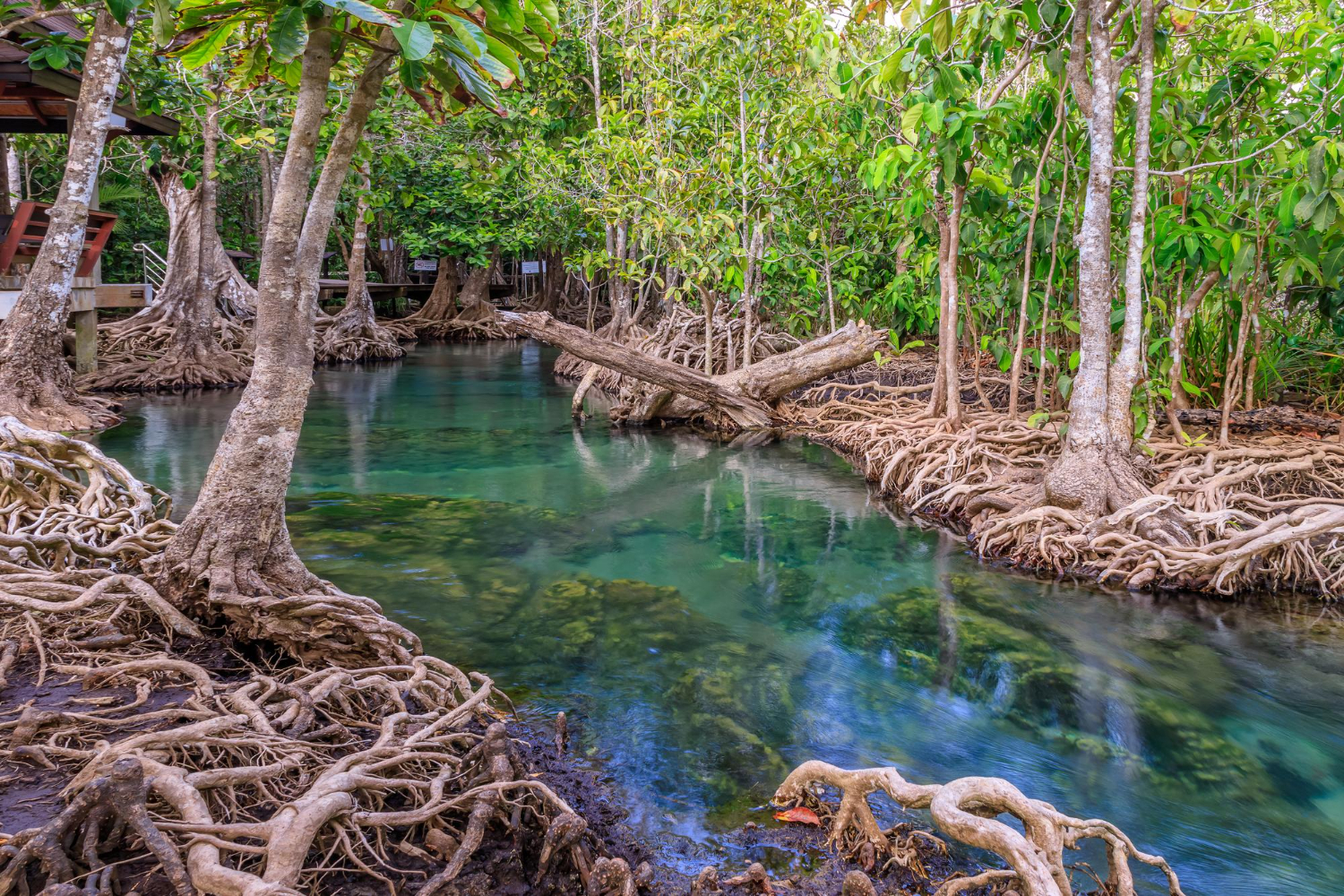 The Sovereign Blue Carbon Race: Geopolitics of Marine Assets | Carbon2o2 Blog